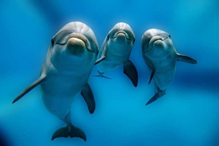 Red Sea Smily Dolphins_9c301_lg.jpg